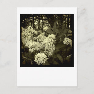 Carte Postale L'ail sauvage.