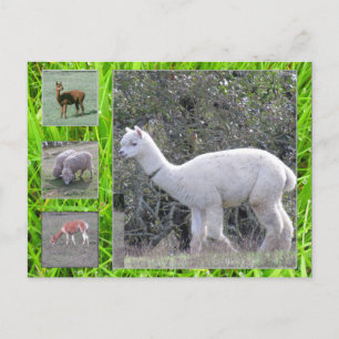 Carte postale - Laine sur le toit