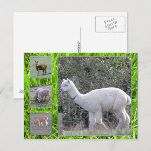 Carte postale - Laine sur le toit