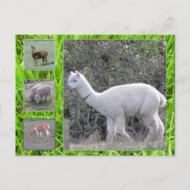 Carte postale - Laine sur le toit (Devant)