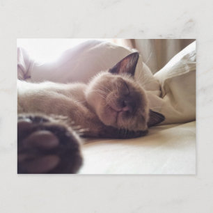 Carte Postale Laisser dormir des chatons