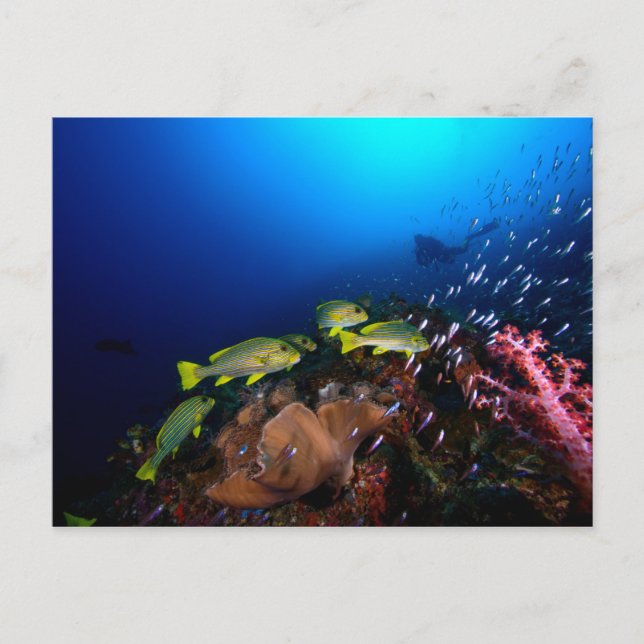 Carte Postale Laja Ampat Underwater 3 (Devant)