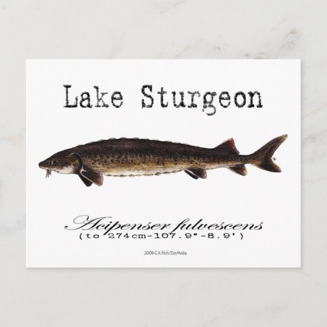 Carte postale Lake-White (Devant)