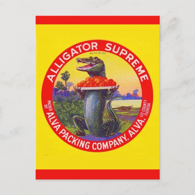 Carte Postale L'Alligator Suprême de Floride (Devant)