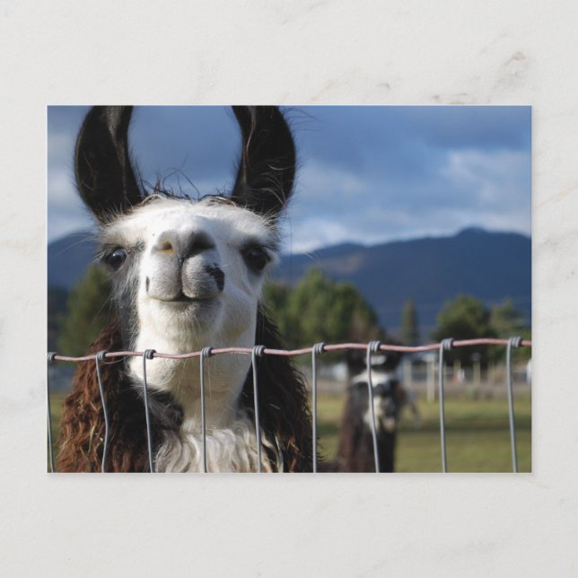 Carte Postale Lama de sourire drôle en Orégon du sud (Devant)