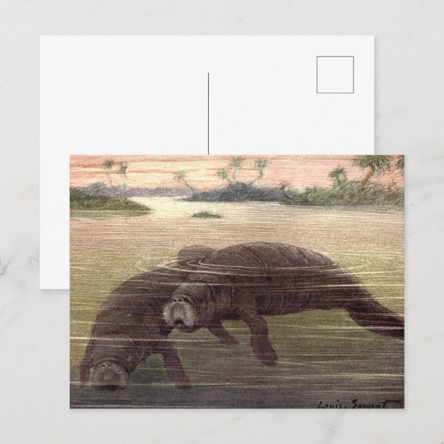 Carte Postale Lamantins ou vaches marines, mammifères marins (Devant / Derrière)