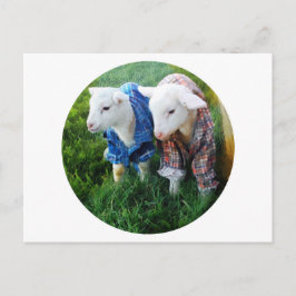 Carte postale Lamb