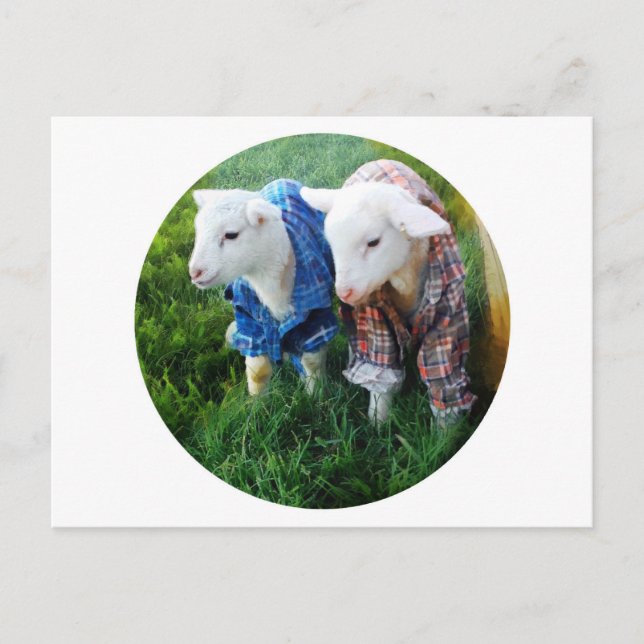 Carte postale Lamb (Devant)