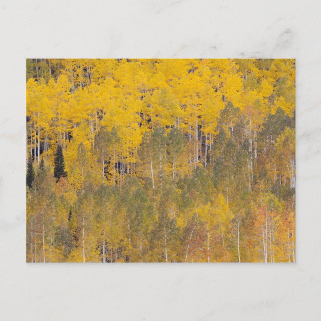 Carte Postale Lambert Hollow, peupliers (Devant)