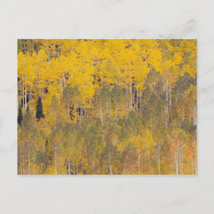 Carte Postale Lambert Hollow, trembles