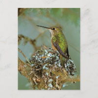 L'Amérique du Nord, Etats-Unis, Alaska. Oiseau