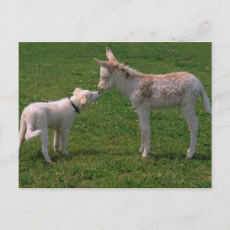 Carte Postale l'amitié des animaux, jeune âne avec un chien,