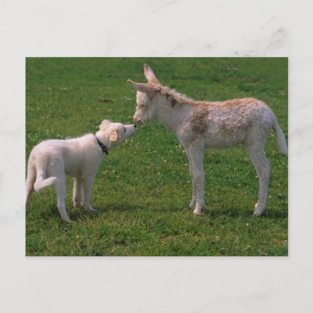 Carte Postale l'amitié des animaux, jeune âne avec un chien, (Devant)