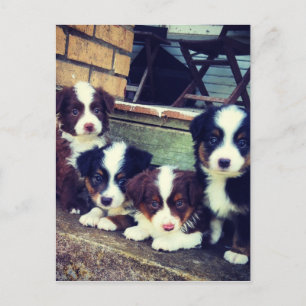 Carte Postale L'amour des chiots - adorable berger australien