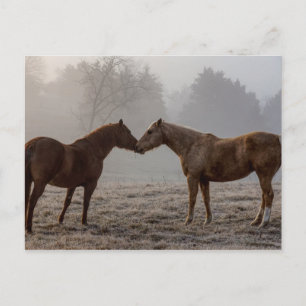 Carte Postale L'amour du cheval