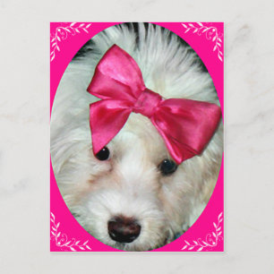 Carte Postale L'amour du chiot_