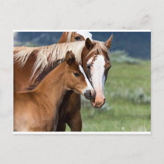 Carte Postale L'amour d'une mère