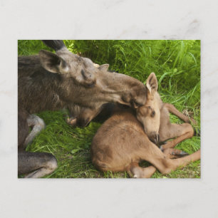 Carte Postale L'amour d'une mère