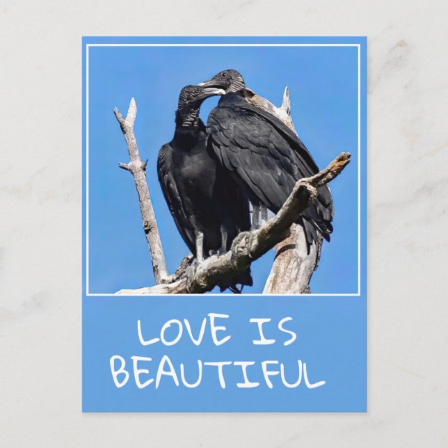 Carte Postale L'Amour Est De Belles Vautours (Devant)