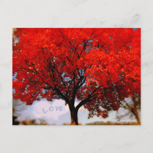 Carte Postale L'Amour romantique est dans l'arbre d'automne roug