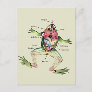 Carte Postale L'anatomie de la grenouille