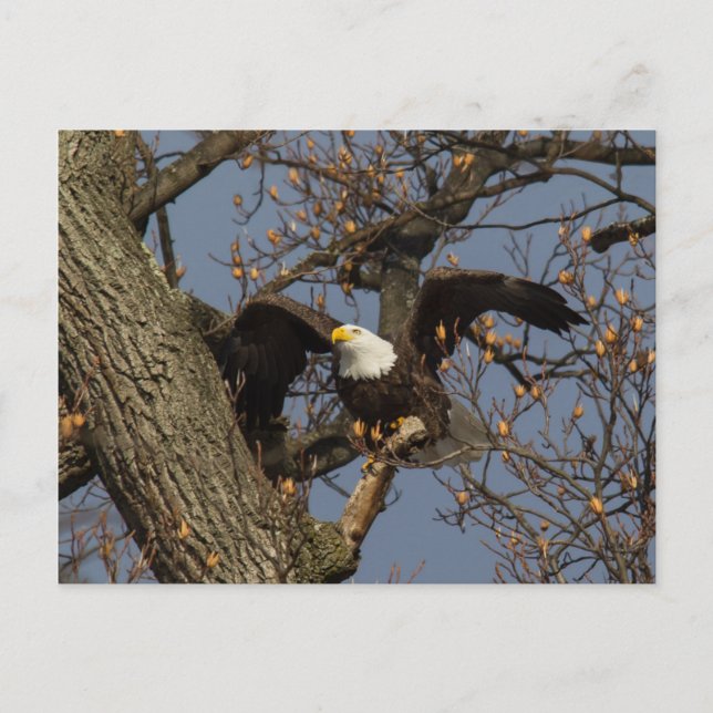 Carte Postale Lancement de l'aigle chauve (Devant)