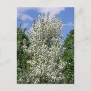 Carte Postale L'Ancien Pommier