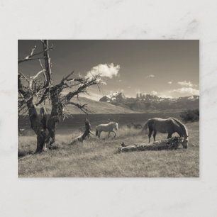 Carte Postale Landscape with horses