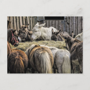 Carte Postale L'âne de la table ronde