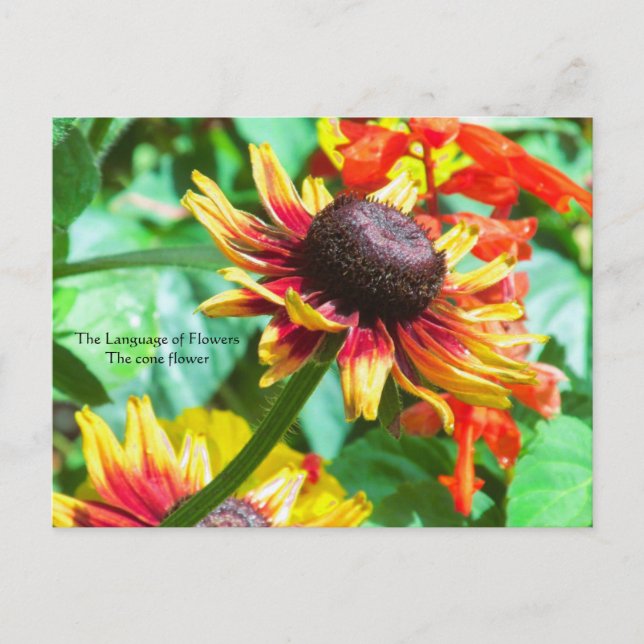 Carte Postale Langage des fleurs la Rudbeckia (Devant)