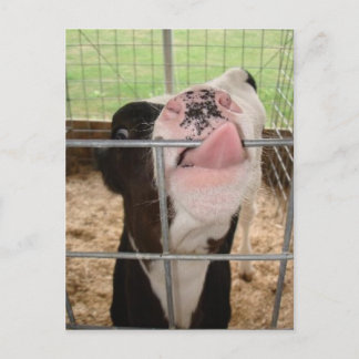 Carte Postale Langue de la vache