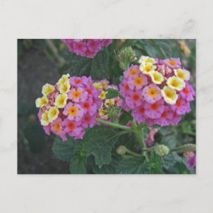Carte Postale Lantana 1
