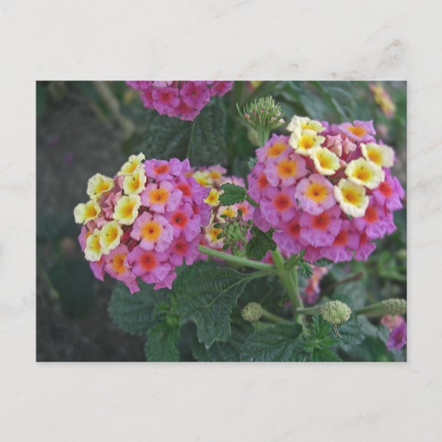 Carte Postale Lantana 1 (Devant)