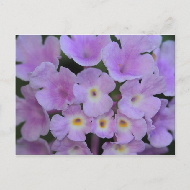 Carte postale Lantana Flower (Devant)