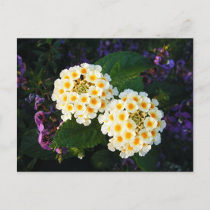 Carte Postale Lantana jaune et blanche