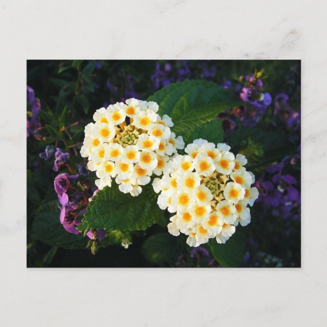 Carte Postale Lantana jaune et blanche (Devant)