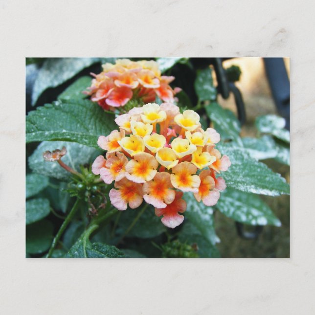 Carte Postale Lantana jaune et orange (Devant)