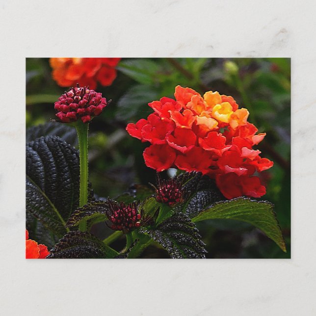 Carte postale Lantana rampant orange rouge #1-2 (Devant)