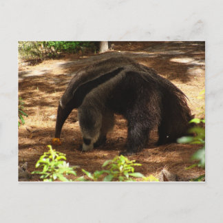 Carte Postale L'Anteater