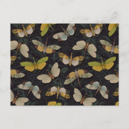 Carte Postale Lanternflies - Pyrops Candelaria & autres Planthop