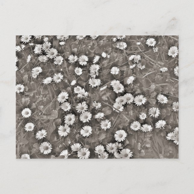 Carte Postale L'Antiquité des dattes (Devant)