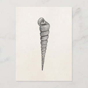 Carte Postale L'antiquité en spirale vintage de coquillage