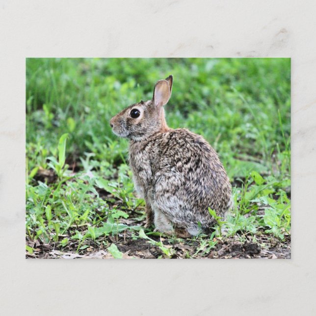 Carte Postale Lapin (Devant)
