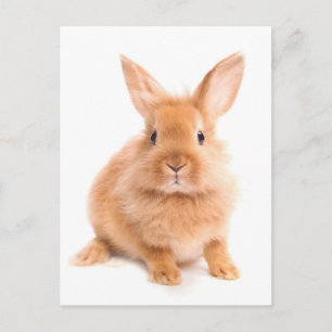Carte Postale Lapin