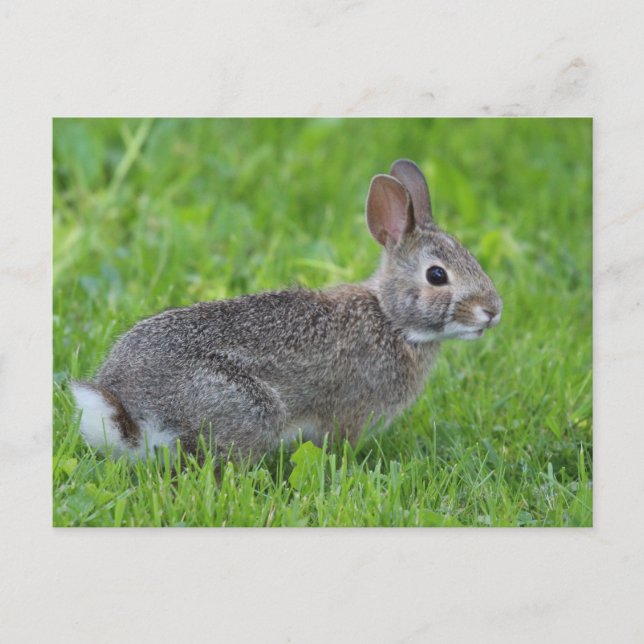 Carte Postale Lapin (Devant)