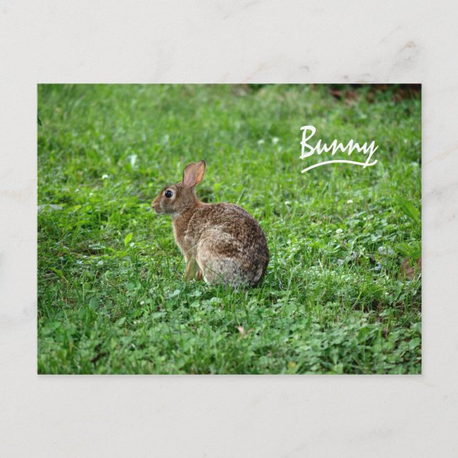 Carte Postale Lapin (Devant)