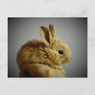 Carte Postale lapin