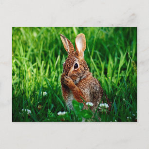 Carte Postale Lapin
