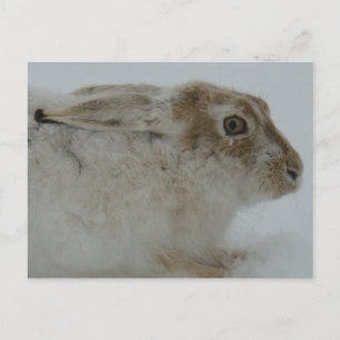Carte Postale Lapin à pattes blanches tête coupée R11