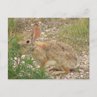 Carte Postale Lapin Au Souper